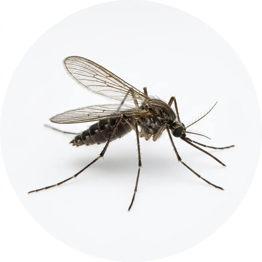 Mosquito